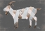 Picture of RUSTIC PLAID GOAT