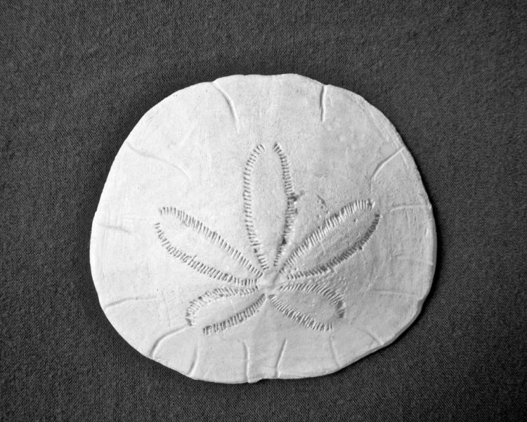 Picture of SAND DOLLAR II