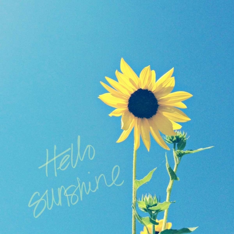 Picture of HELLO SUNSHINE