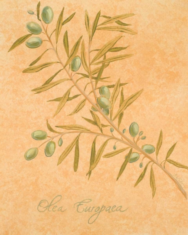 Picture of OLEA EUROPAEA