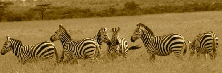 Picture of ZEBRAS