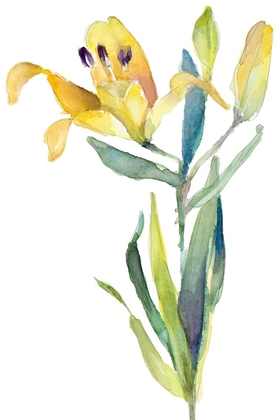 Picture of YELLOW LILY