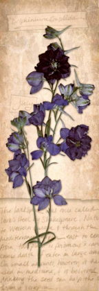 Picture of JULY LARKSPUR