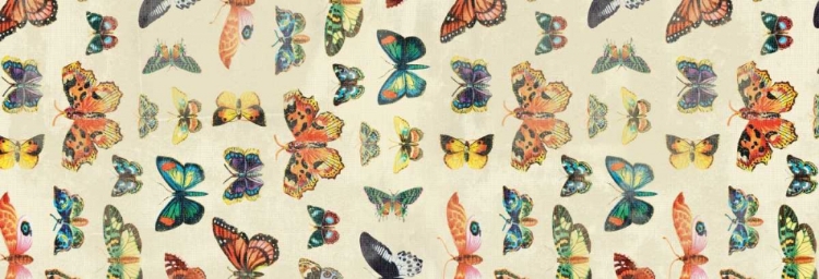 Picture of BUTTERFLIES