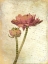 Picture of RANUNCULUS BLOOM 1