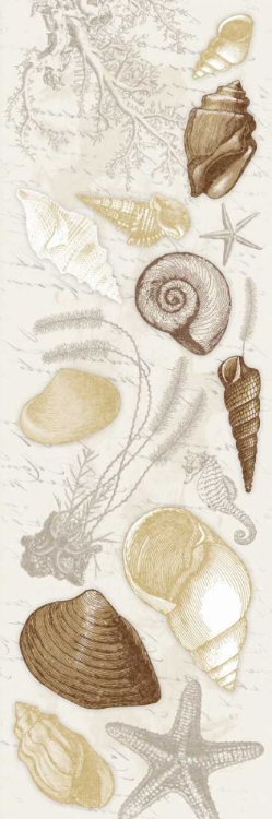 Picture of SHELLS