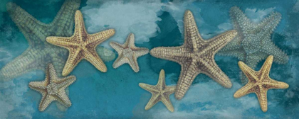 Picture of STARFISH