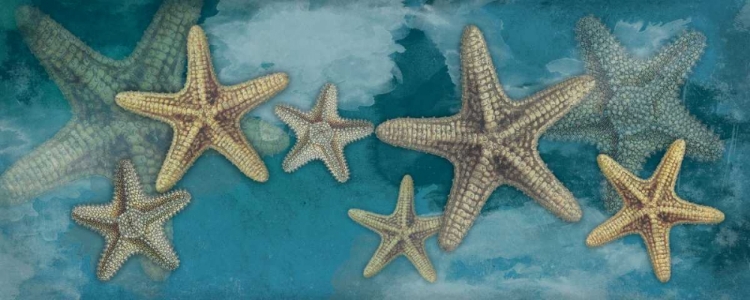 Picture of STARFISH