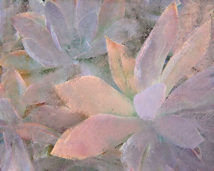 Picture of SUCCULENTS