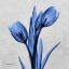 Picture of MIDNIGHT TULIPS