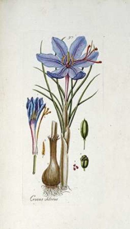 Picture of CROCUS SATIVUS