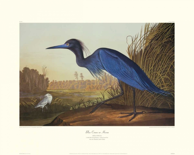 Picture of BLUE CRANE OR HERON (DECORATIVE BORDER)