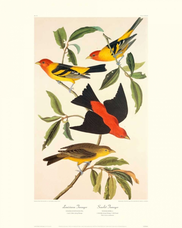 Picture of LOUISIANA TANAGER, SCARLET TANAGER (DECORATIVE BORDER)