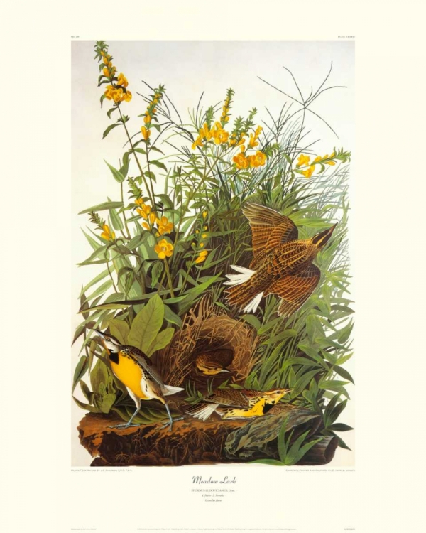 Picture of MEADOW LARK (DECORATIVE BORDER)