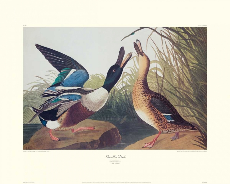 Picture of SHOVELLER DUCK (DECORATIVE BORDER)