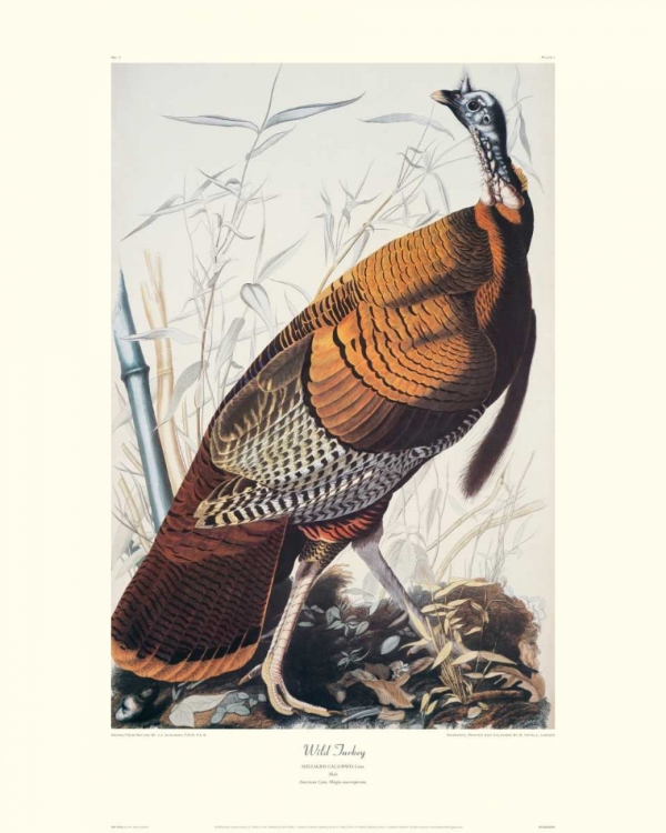 Picture of WILD TURKEY (DECORATIVE BORDER)