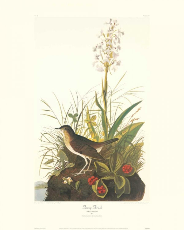 Picture of TAWNY THRUSH (DECORATIVE BORDER)