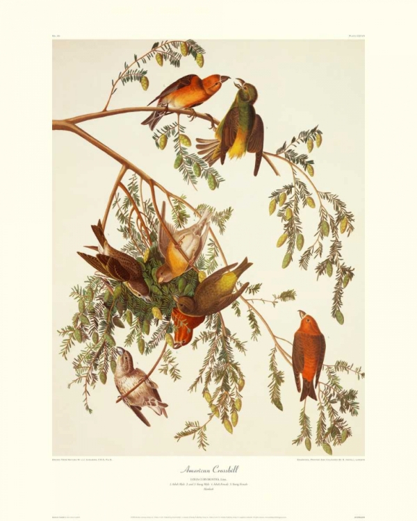 Picture of AMERICAN CROSSBILL (DECORATIVE BORDER)