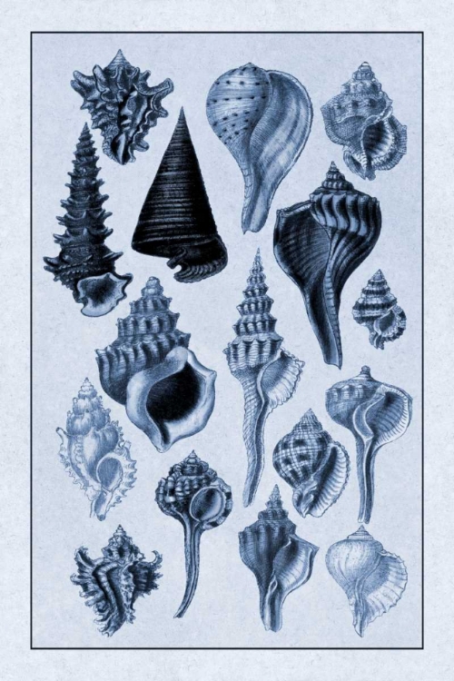 Picture of SHELLS: TRACHELIPODA #4 (BLUE)