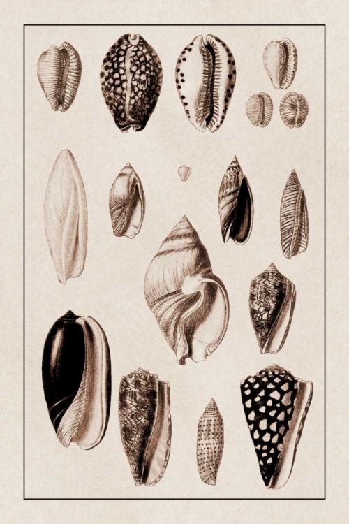 Picture of SHELLS: CONVOLTAE AND ORTHOCERATA (SEPIA)