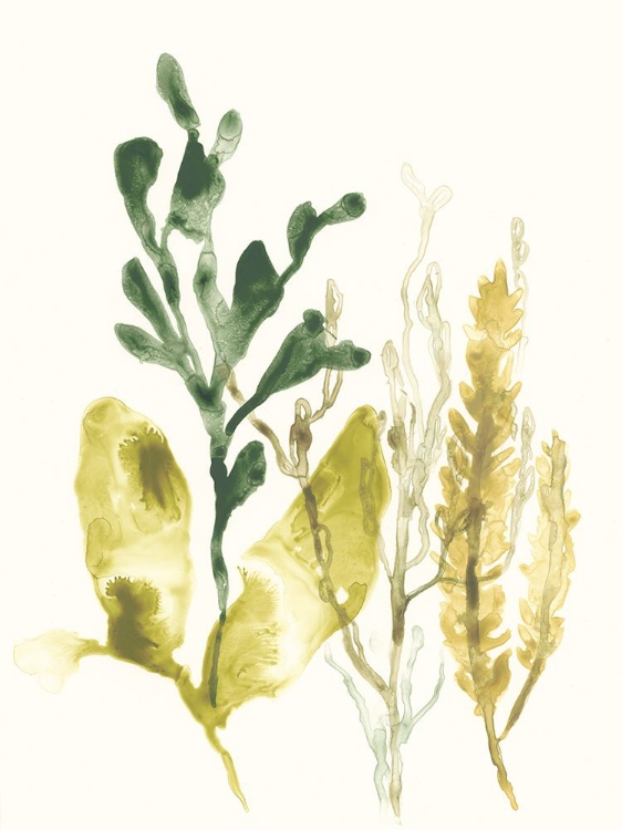 Picture of KELP COLLECTION III