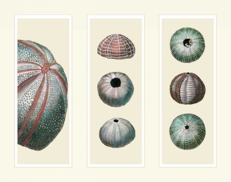 Picture of SEA URCHINS ON 3 PANELS