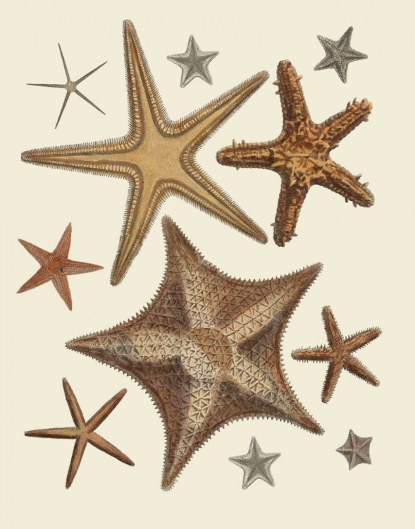 Picture of STARFISH COLLECTION 1