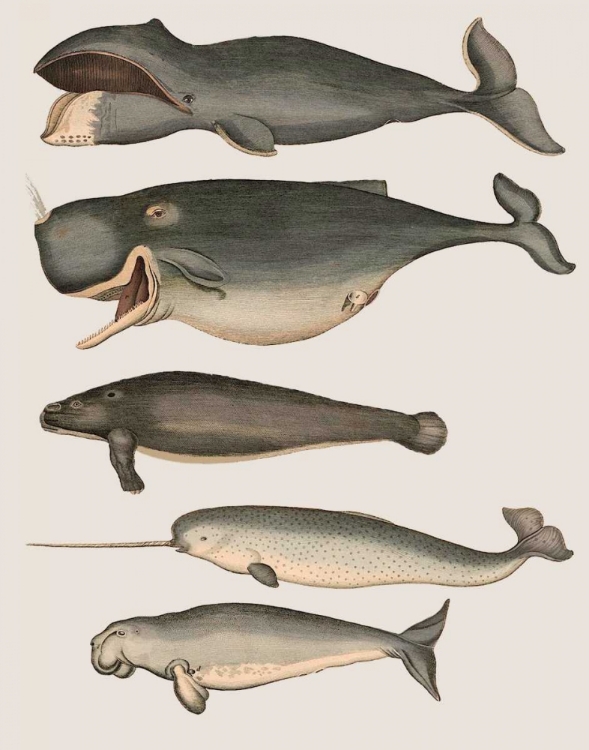 Picture of FIVE VINTAGE WHALES