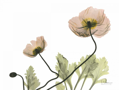 Picture of AMANDAS ICELAND POPPIES