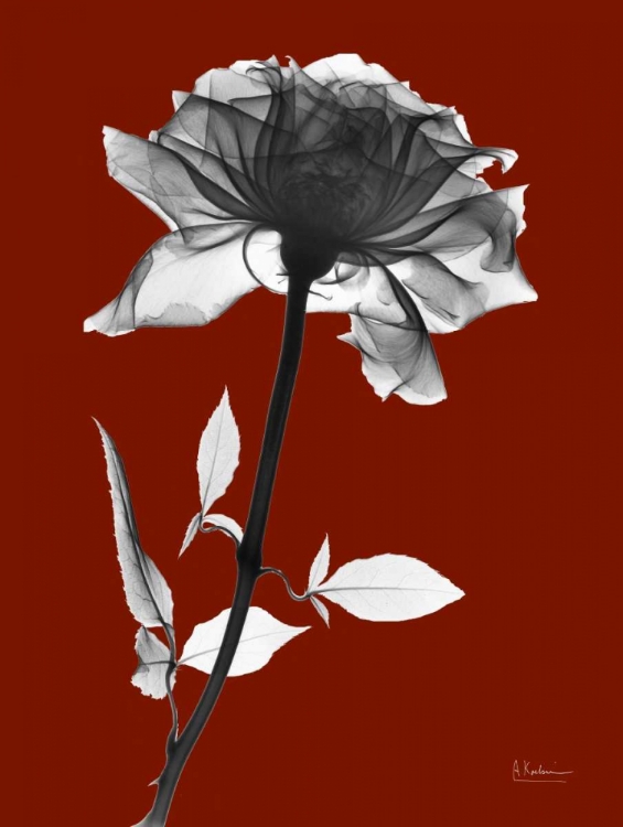 Picture of RED ROSE