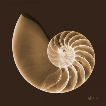 Picture of SEPIA NAUTILUS