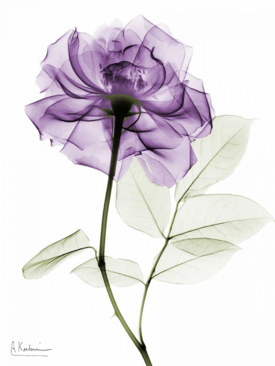 Picture of PURPLE ROSE