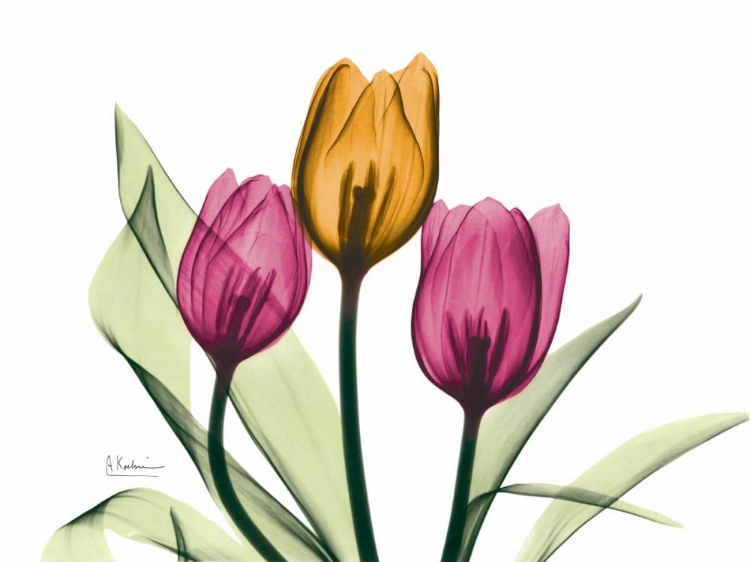 Picture of TULIP