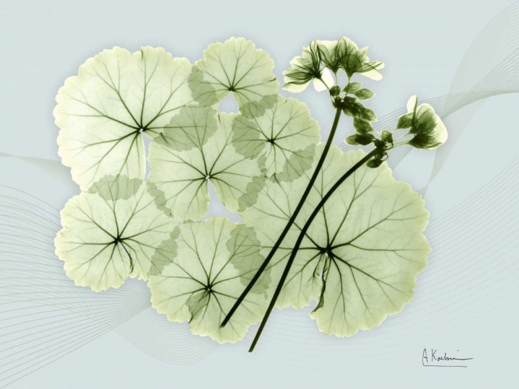 Picture of GERANIUM L48