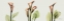 Picture of SPRING CALLA LILY TRIPLE