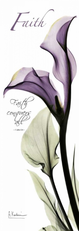 Picture of CALLA LILY IN PURPLE - FAITH