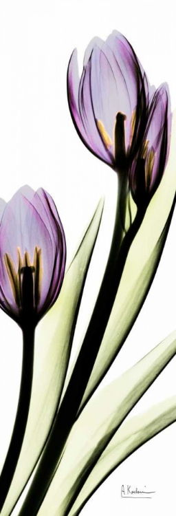 Picture of TULIP IN PURPLE