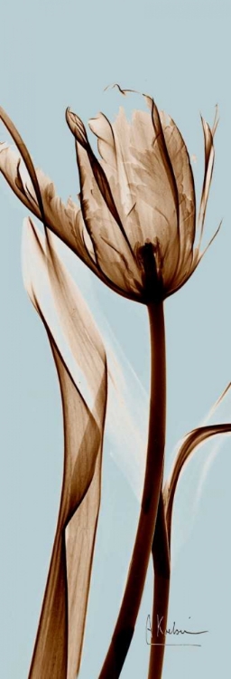 Picture of TULIP BROWN ON BLUE