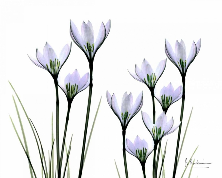 Picture of WHITE RAIN LILY IN BLOOM