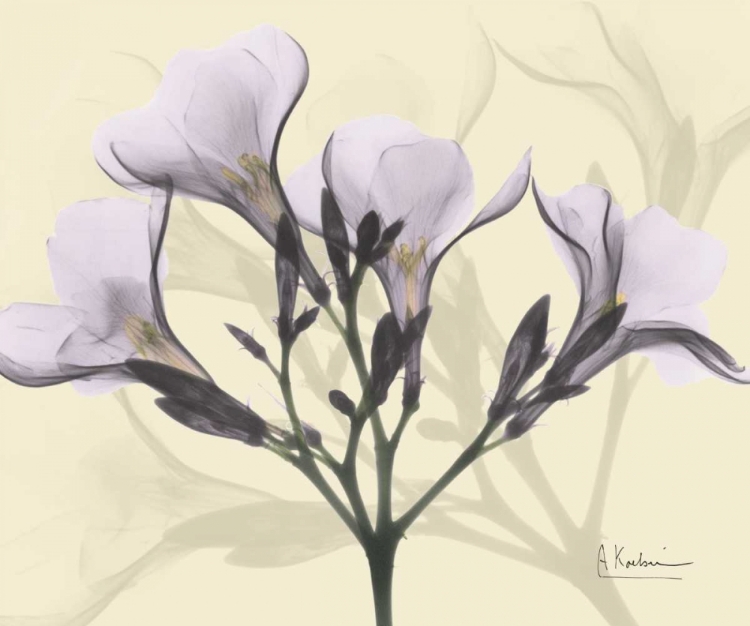 Picture of OLEANDER IN PURPLE ON BEIGE