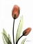 Picture of RED TULIPS