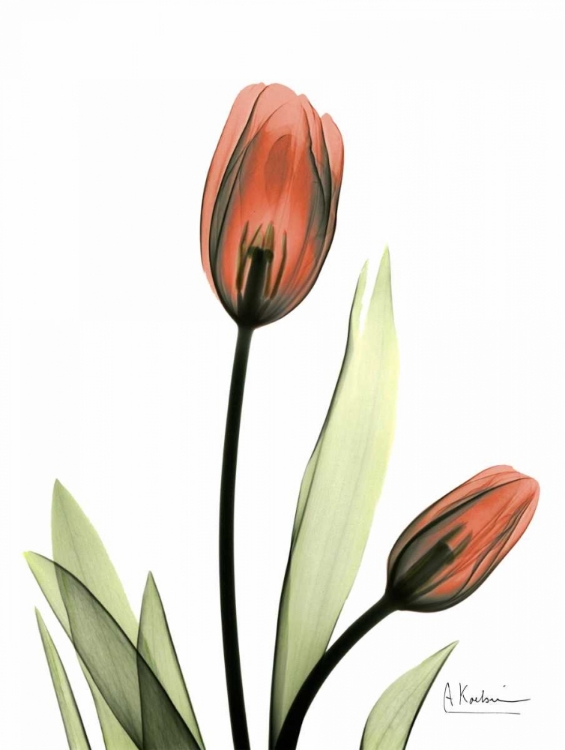 Picture of RED TULIPS