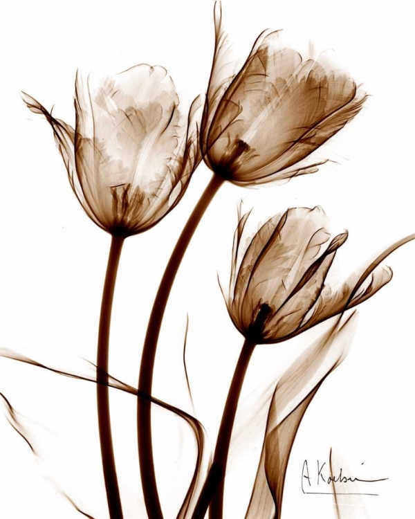 Picture of TULIP ARRANGEMENT IN BROWN