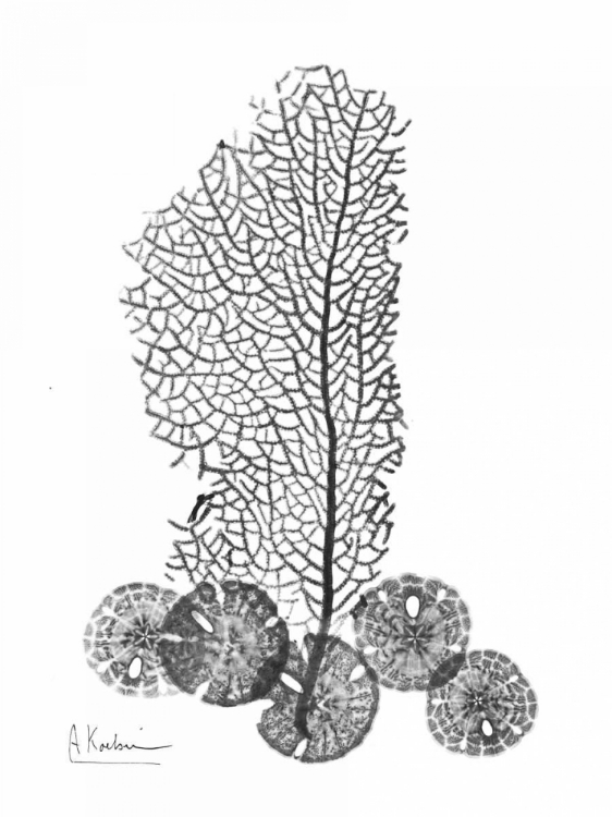 Picture of SEA FAN AND SAND DOLLAR  IN BANDW