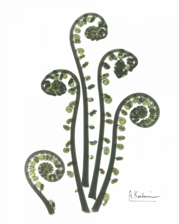 Picture of FIDDLE FERN IN GREEN