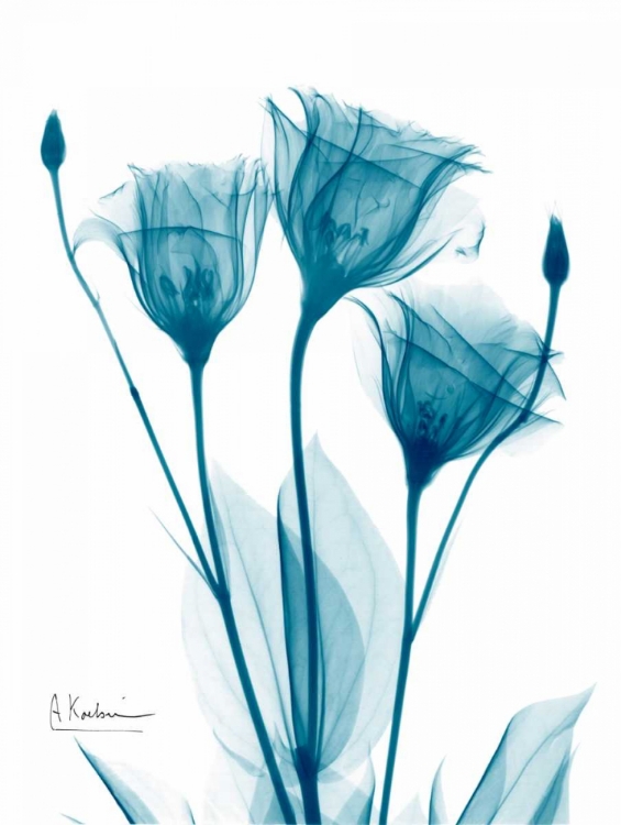 Picture of THREE GENTIAN IN BLUE