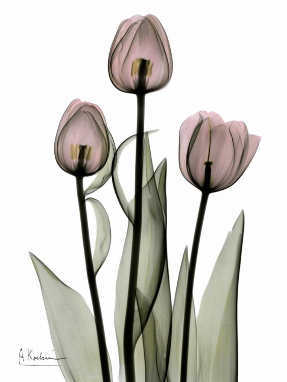 Picture of EARLY TULIPS IN PINK