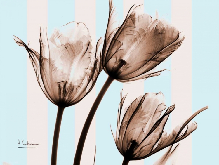 Picture of TULIPS BROWN ON BLUE