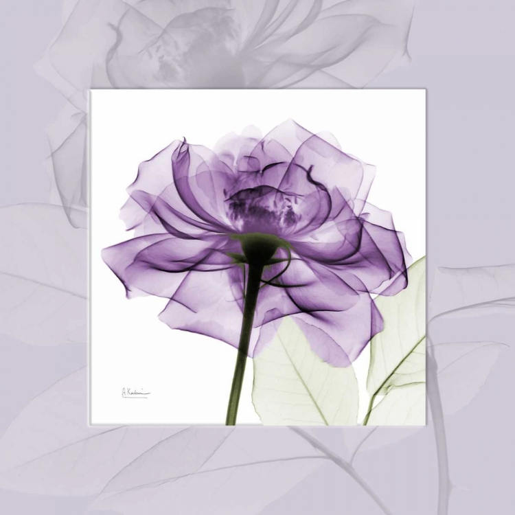 Picture of PURPLEROSE