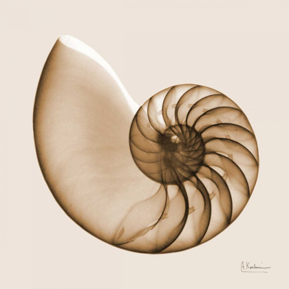 Picture of SEPIA NAUTILUS